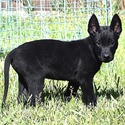 Tan Collar - a Belgian Malinois puppy