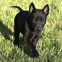 Tan Collar - a Belgian Malinois puppy