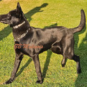 Tan Collar - a Belgian Malinois puppy