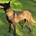 Tan Collar European Belgian Malinois Puppy - a Belgian Malinois puppy