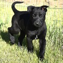 Belgian Malinois for sale