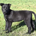 Blue Collar - a Belgian Malinois puppy