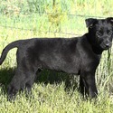 Blue Collar - a Belgian Malinois puppy