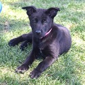 Belgian Malinois for sale
