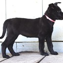 Pink Collar European Belgian Malinois Puppy - a Belgian Malinois puppy