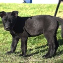 Pink Collar European Belgian Malinois Puppy - a Belgian Malinois puppy