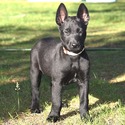 Belgian Malinois for sale