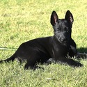 Tan Collar European Belgian Malinois Puppy - a Belgian Malinois puppy