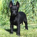 Tan Collar European Belgian Malinois Puppy - a Belgian Malinois puppy