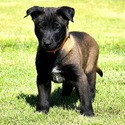 Belgian Malinois for sale