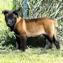 Orange Collar European Belgian Malinois Puppy - a Belgian Malinois puppy