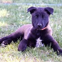 Orange Collar European Belgian Malinois Puppy - a Belgian Malinois puppy