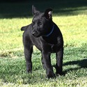 Belgian Malinois for sale