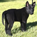 Blue Collar European Belgian Malinois Puppy - a Belgian Malinois puppy