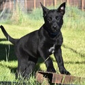 Blue Collar European Belgian Malinois Puppy - a Belgian Malinois puppy