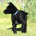 Blue Collar European Belgian Malinois Puppy - a Belgian Malinois puppy