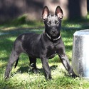 Tan Collar European Belgian Malinois Puppy - a Belgian Malinois puppy