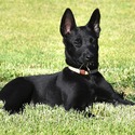 Tan Collar European Belgian Malinois Puppy - a Belgian Malinois puppy