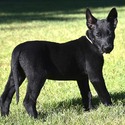 Tan Collar European Belgian Malinois Puppy - a Belgian Malinois puppy