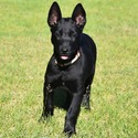 Belgian Malinois for sale