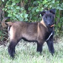 Belgian Malinois for sale