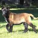 Orange Collar European Belgian Malinois Puppy - a Belgian Malinois puppy