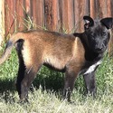 Orange Collar European Belgian Malinois Puppy - a Belgian Malinois puppy