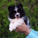 Pomeranian Teddy Bear - a Pomeranian puppy