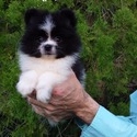 Pomeranian Teddy Bear - a Pomeranian puppy