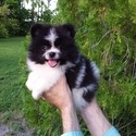 Pomeranian Teddy Bear - a Pomeranian puppy