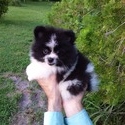 Pomeranian Teddy Bear - a Pomeranian puppy
