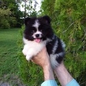 Pomeranian Teddy Bear - a Pomeranian puppy