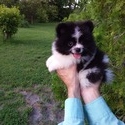 Pomeranian Teddy Bear - a Pomeranian puppy