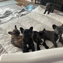 French bulldog Puppies - a French Bulldog puppy