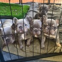 French bulldog Puppies - a French Bulldog puppy