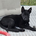 Belgian Malinois for sale