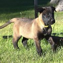Yellow Collar European Belgian Malinois Puppy - a Belgian Malinois puppy