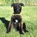 Yellow Collar European Belgian Malinois Puppy - a Belgian Malinois puppy