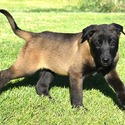 Yellow Collar European Belgian Malinois Puppy - a Belgian Malinois puppy