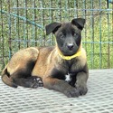 Belgian Malinois for sale
