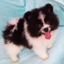 Pomeranian for sale