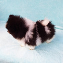 Parti-color Teddy Bear - a Pomeranian puppy