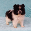 Parti-color Teddy Bear - a Pomeranian puppy