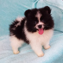 Parti-color Teddy Bear - a Pomeranian puppy