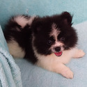 Parti-color Teddy Bear - a Pomeranian puppy