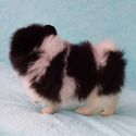 Parti-color Teddy Bear - a Pomeranian puppy