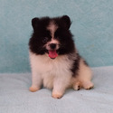 Parti-color Teddy Bear - a Pomeranian puppy
