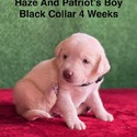 AKC Yellow And Champagne Labrador Puppies Black Collar - a Labrador Retriever puppy