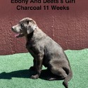 AKC Charcoal Female Labrador - a Labrador Retriever puppy