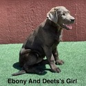 AKC Charcoal Female Labrador - a Labrador Retriever puppy